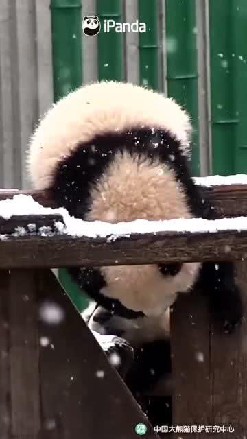 吃瓜小熊网红叫什么来着,揭秘网红“吃瓜小熊”的成名之路