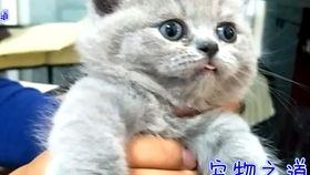 吃胖猫瓜的网红,美食诱惑下的甜蜜挑战