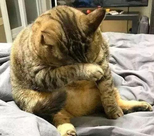吃胖猫瓜的网红,美食诱惑下的甜蜜挑战