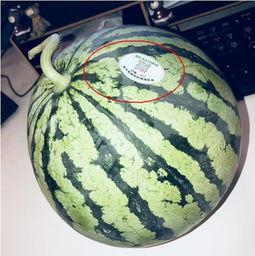 各种吃瓜网红,揭秘网络红人的瓜田奇遇