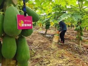 川美网红吃瓜,揭秘校园热点背后的故事