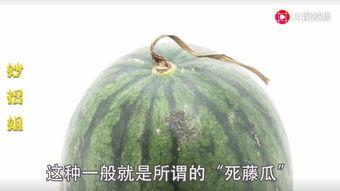 吃瓜苏州网红,吃瓜之旅，味蕾盛宴