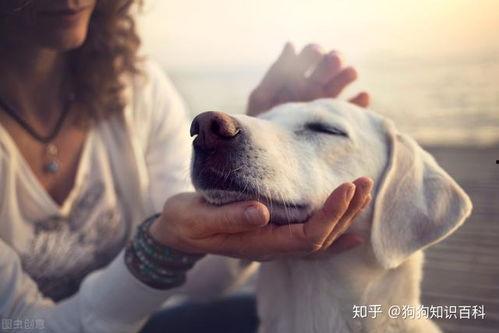 网传狗子吃瓜视频下载,狗狗意外成“吃瓜群众”